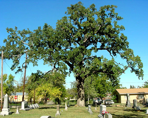 Page's Tree-recent